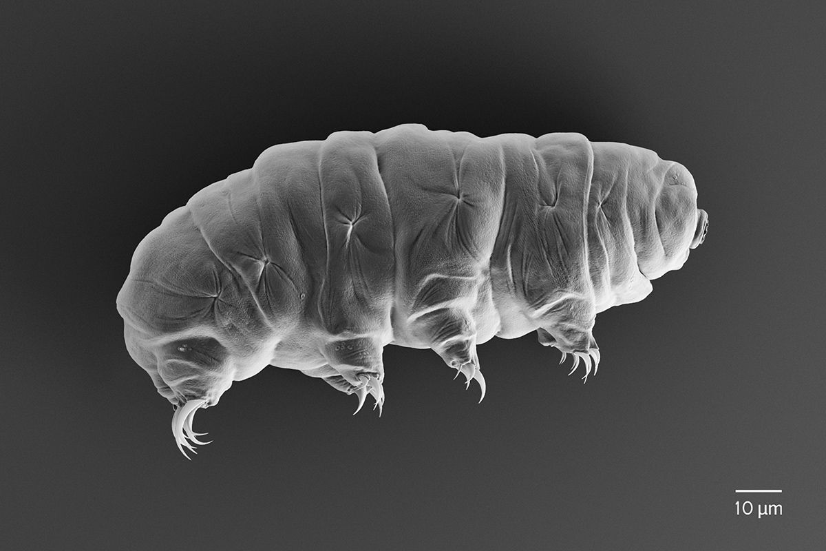 8 Reasons Why We Love Tardigrades Live Science 