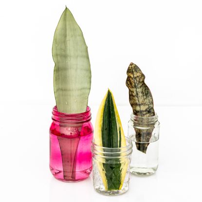 Snake plant cuttings in jars of water