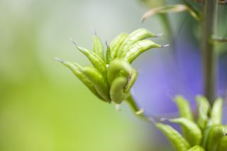 how to grow delphiniums: Delphinium seed