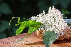 Elderflower juice, herbs