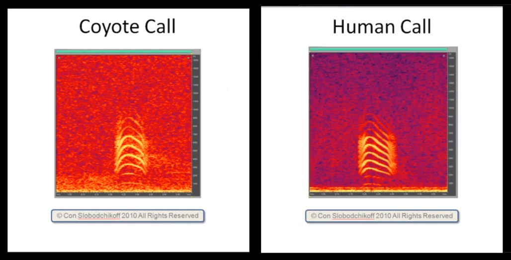 Animal Communication Spectrogram When Will We Learn To Speak Animal Languages? | Live Science