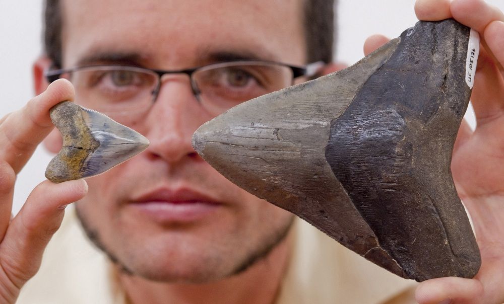 Dana Ehret, compares megalodon teeth