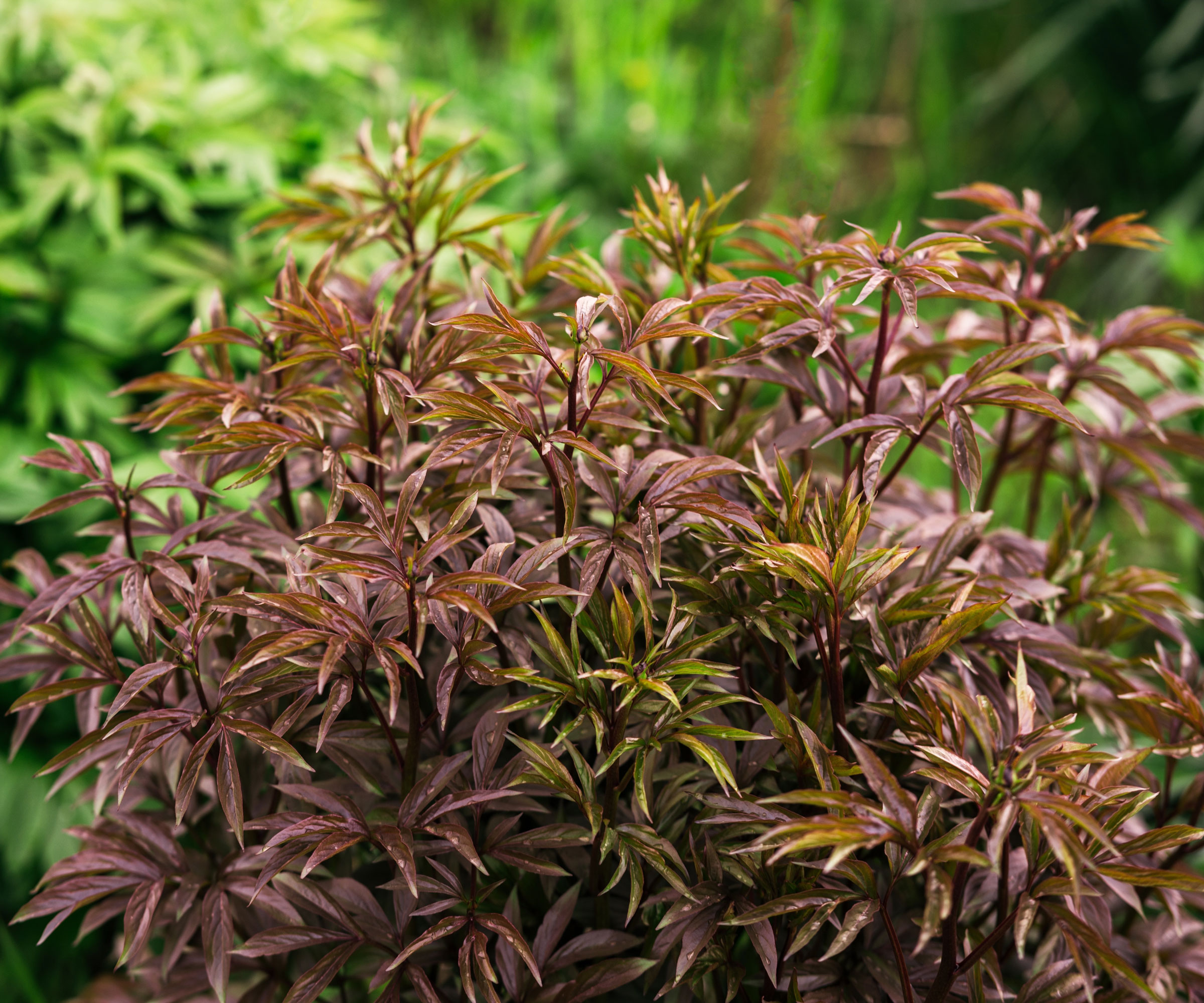 peony foliage looking bushy and red in late summer