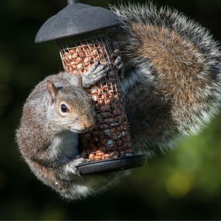 A zoomed-in photo of a squirrel on a bird feeder
