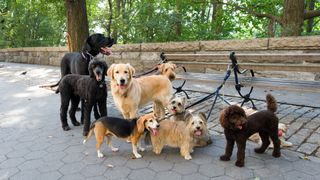 Group of dogs tied up to bench on pavement outside park
