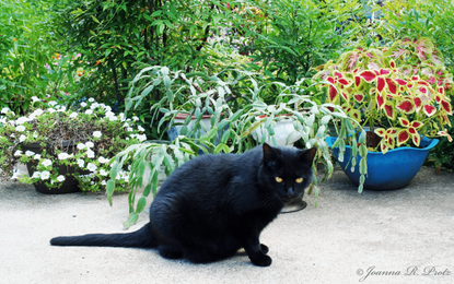 Black Cat Near Flowers In Garden