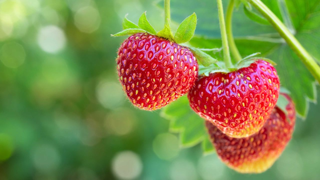 strawberry plant