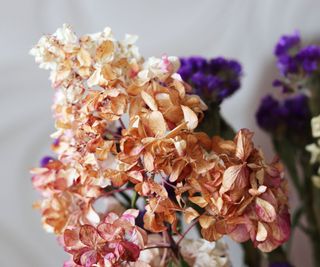 Drying pink hydrangea flowers