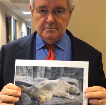 Newt Gingrich: Help me save this adorable sad polar bear