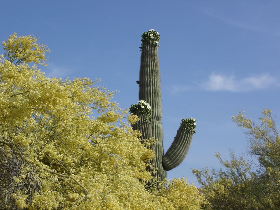 Saguaro Cactus Flower Images Sonoran Desert Pictures Live Science