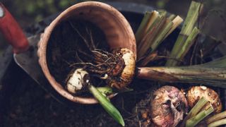 terracotta flowerpot with bulbs and red handled trowel