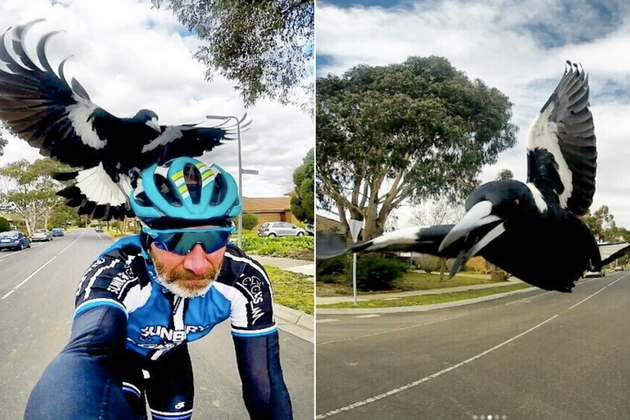 Watch: Magpie attacks cyclist in Australia; government riders 'take extra precautions Cycling Weekly