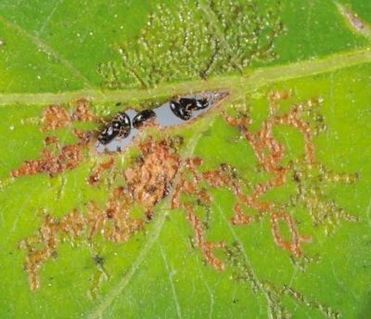 Leaf-Hole Shelter by Orthaltica terminalia 