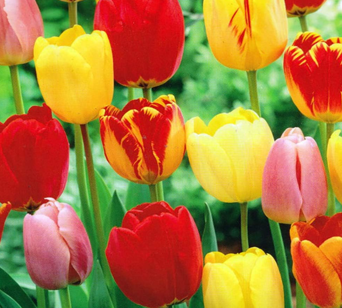 How to take care of tulips in a vase 5 tips by experts Livingetc