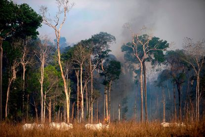 Cattle graze in the Amazon forest with fire behind them.