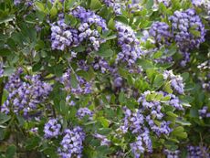 Purple Flowered Shade Tree