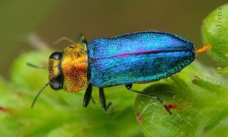 Blue Jewel Beetle