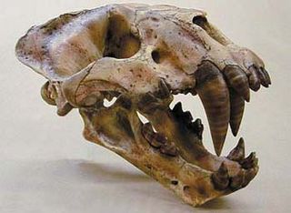 The skull of Xenosmilus.