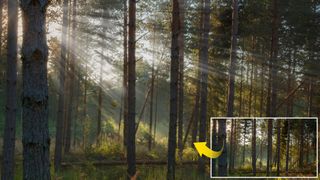 A person editing a forest scene in Affinity Photo adding light rays
