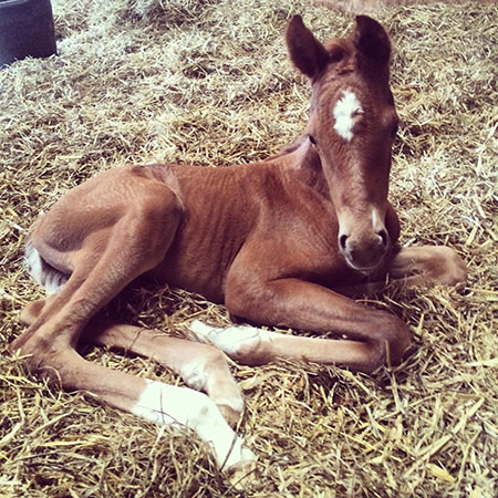 My Chilli Morning filly foal
