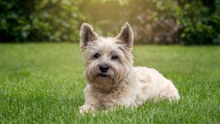 cairn terrier lying on a lawn