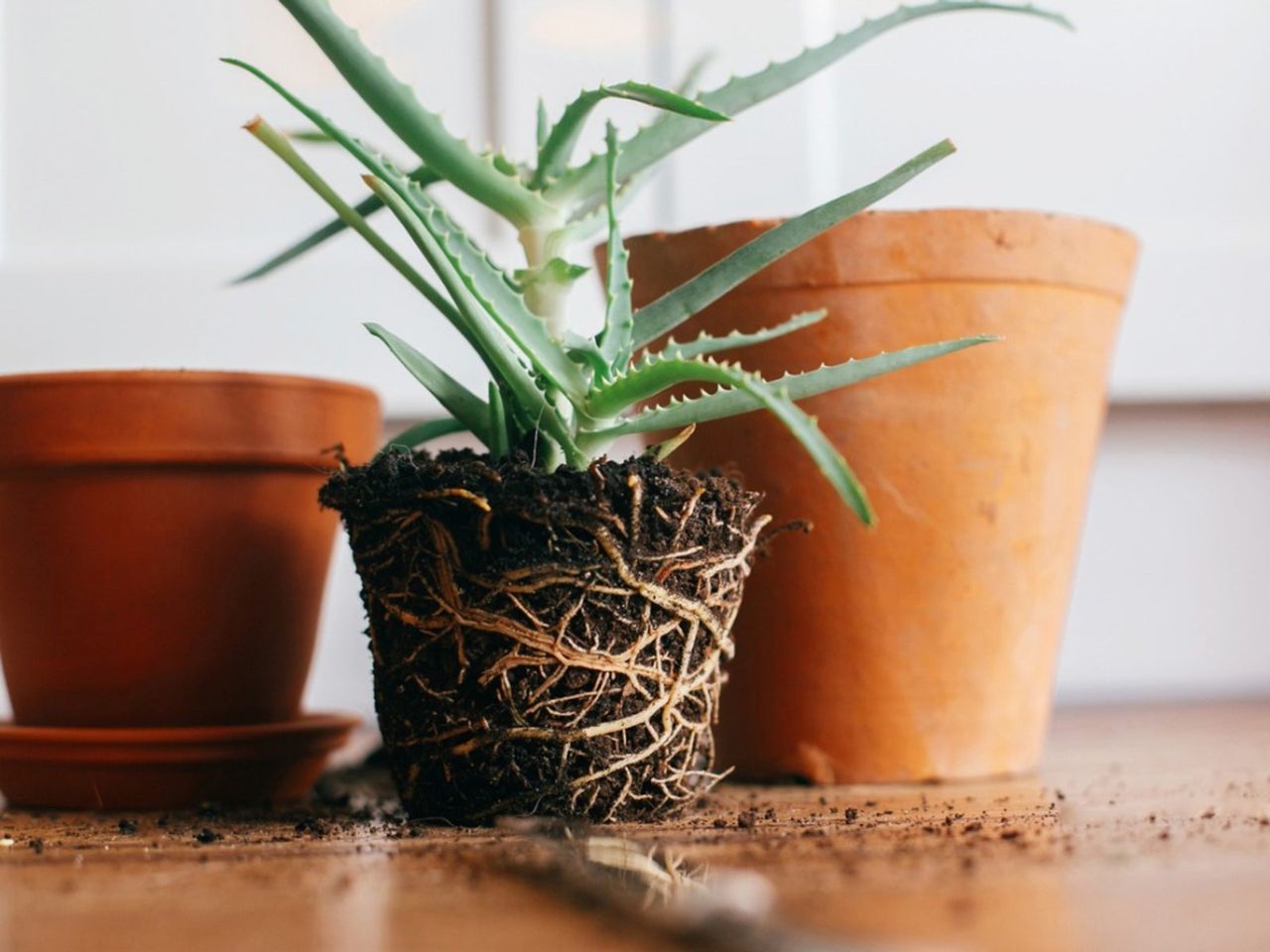 Rooted Plant Infront Of Two Pots