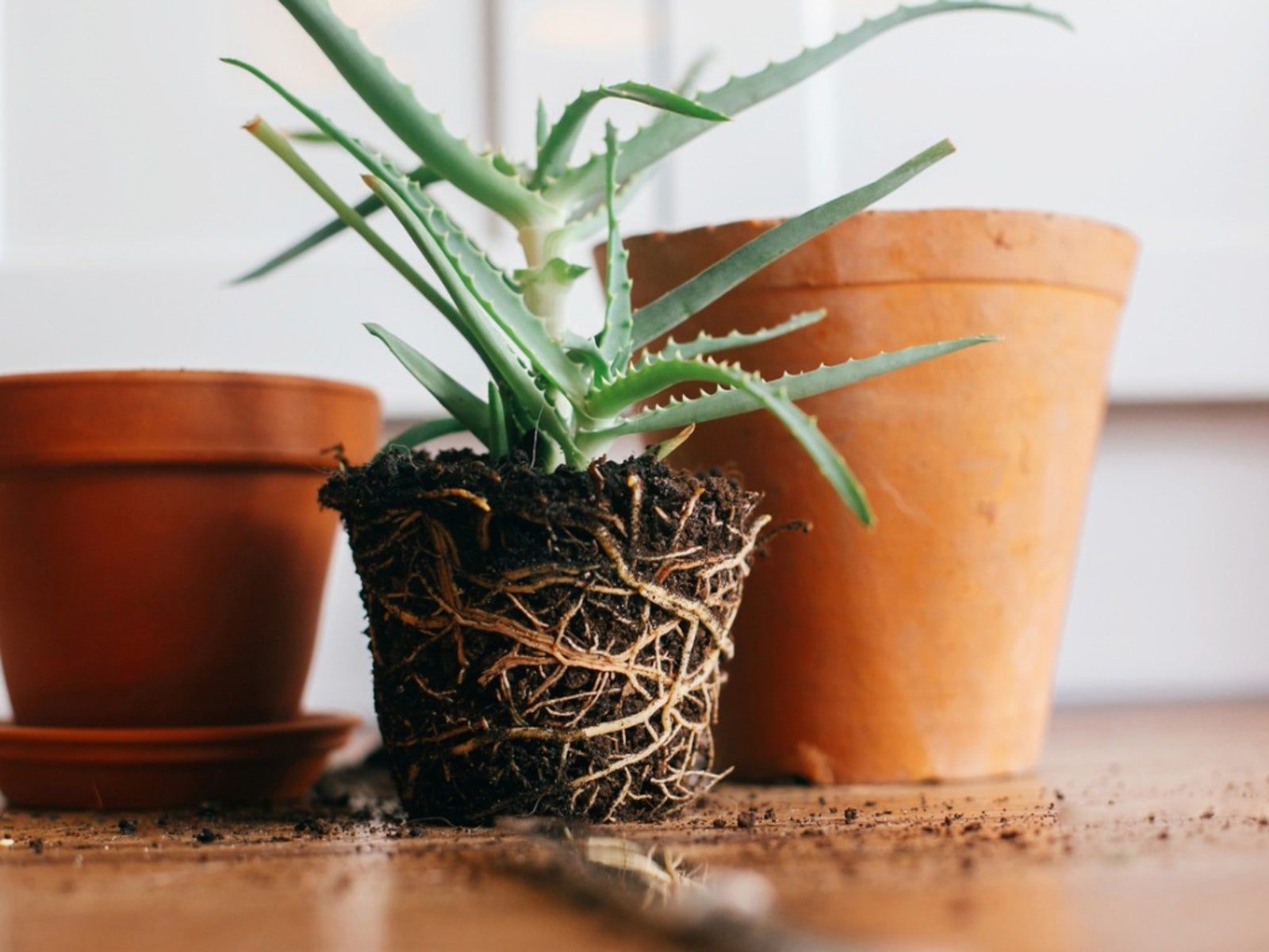 Rooted plants. Алоэ столетник в горшке.