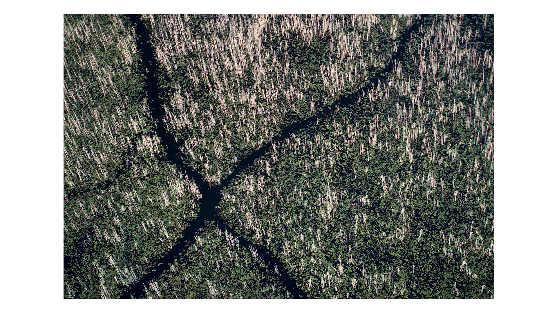 Photograph taken by photographer and conservationist Jon McCormack in Botswana, 2014, of hippopotamus moving through the Okavango Delta, guided by smell.