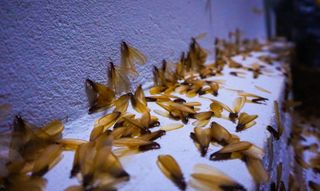 Termite swarm