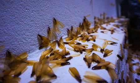 Termite swarm