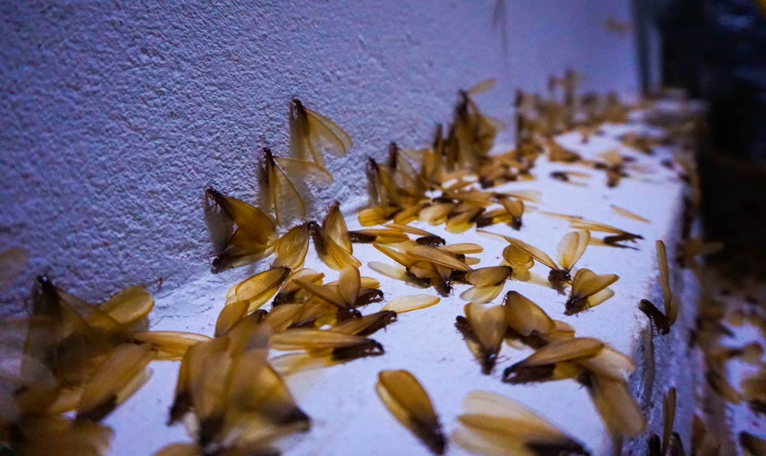 Termite swarm