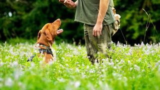 32 most common mistakes new dog owners make