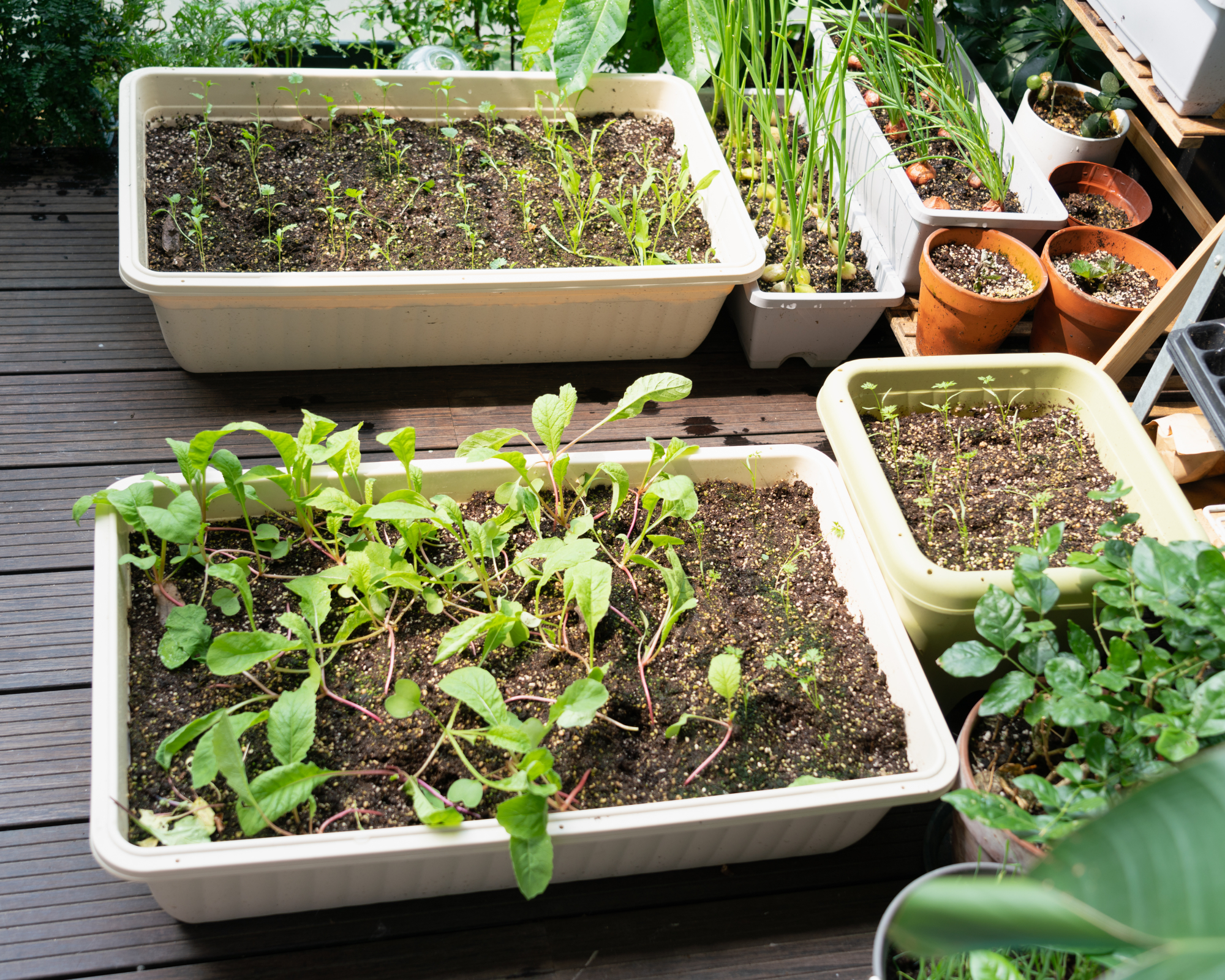 plastic totes full of seedlings