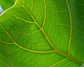 Leaf detail of the Fiddle leaf fig plant