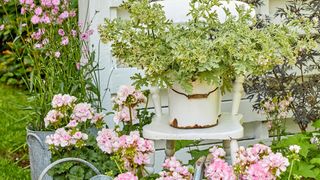 pelargoniums with rustic chair and vintage watering pail