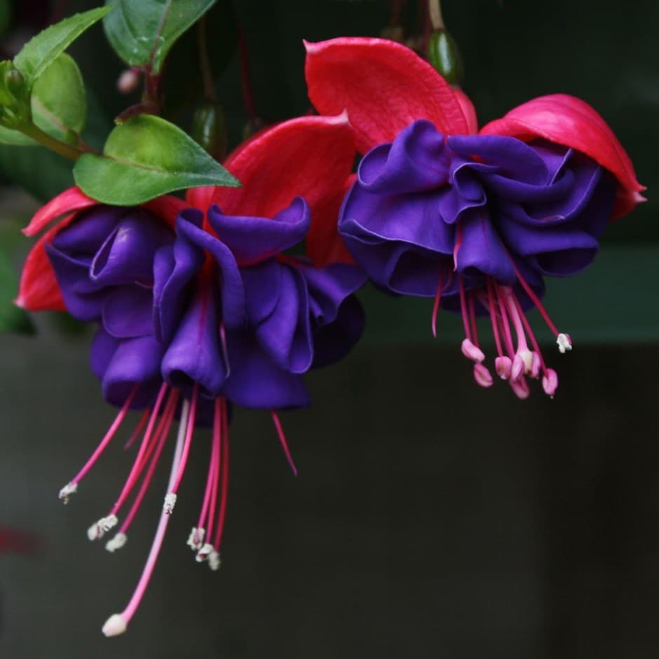Fuchsia 'dark Eyes'