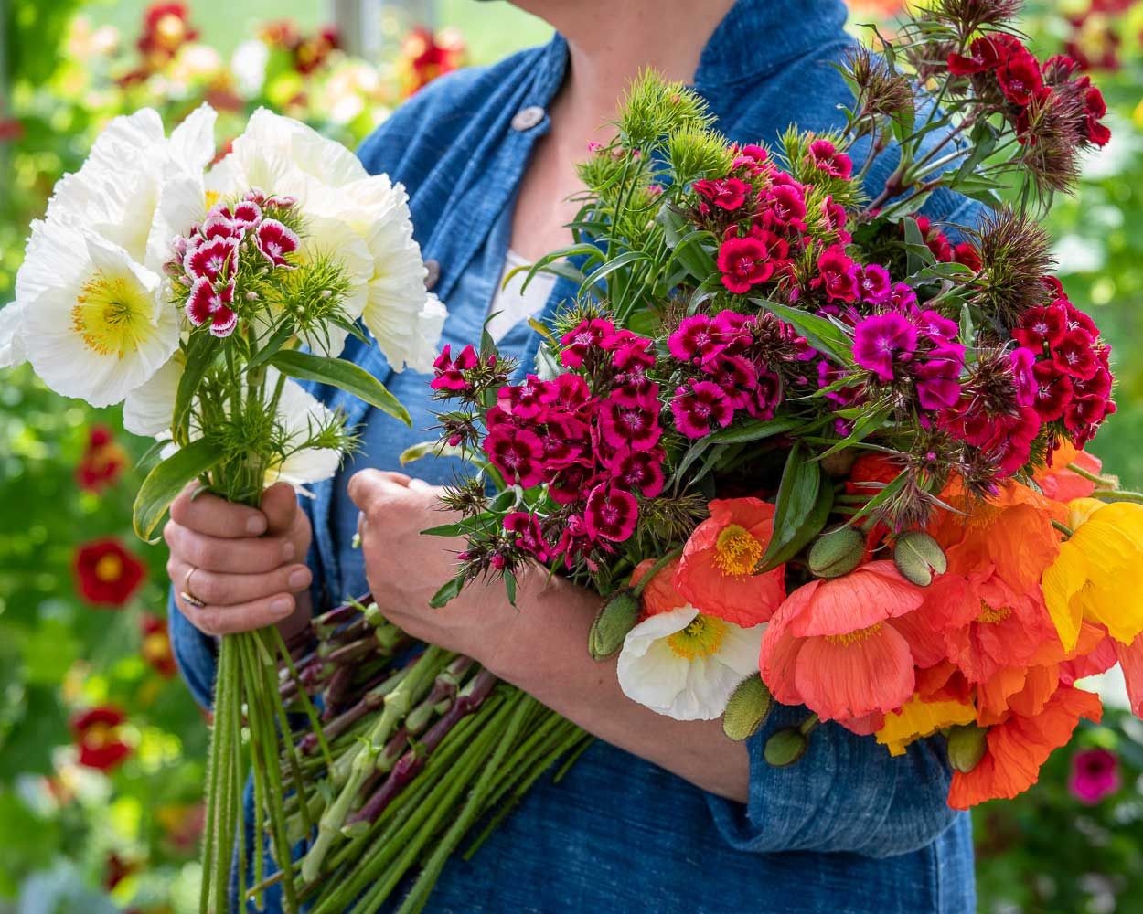 What to plant in July best veg, salad and flowers to plant Homes
