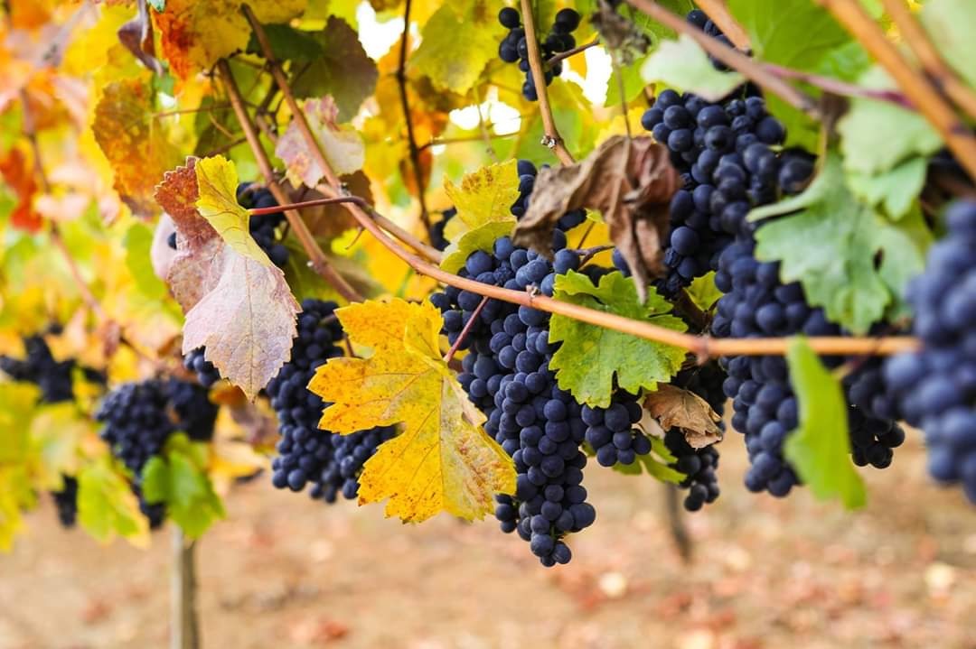 Close up of ripe Pinot Noir grape bunches hanging on the vine