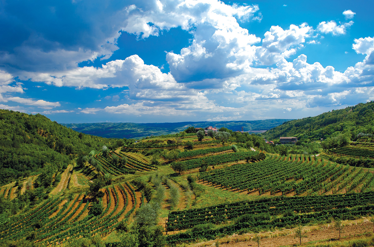 Istria vineyards