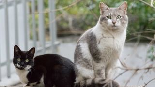 Signs your cat is in heat - two cats sat outside together