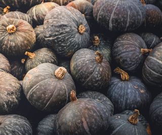 A pile of blue hokkaido squash