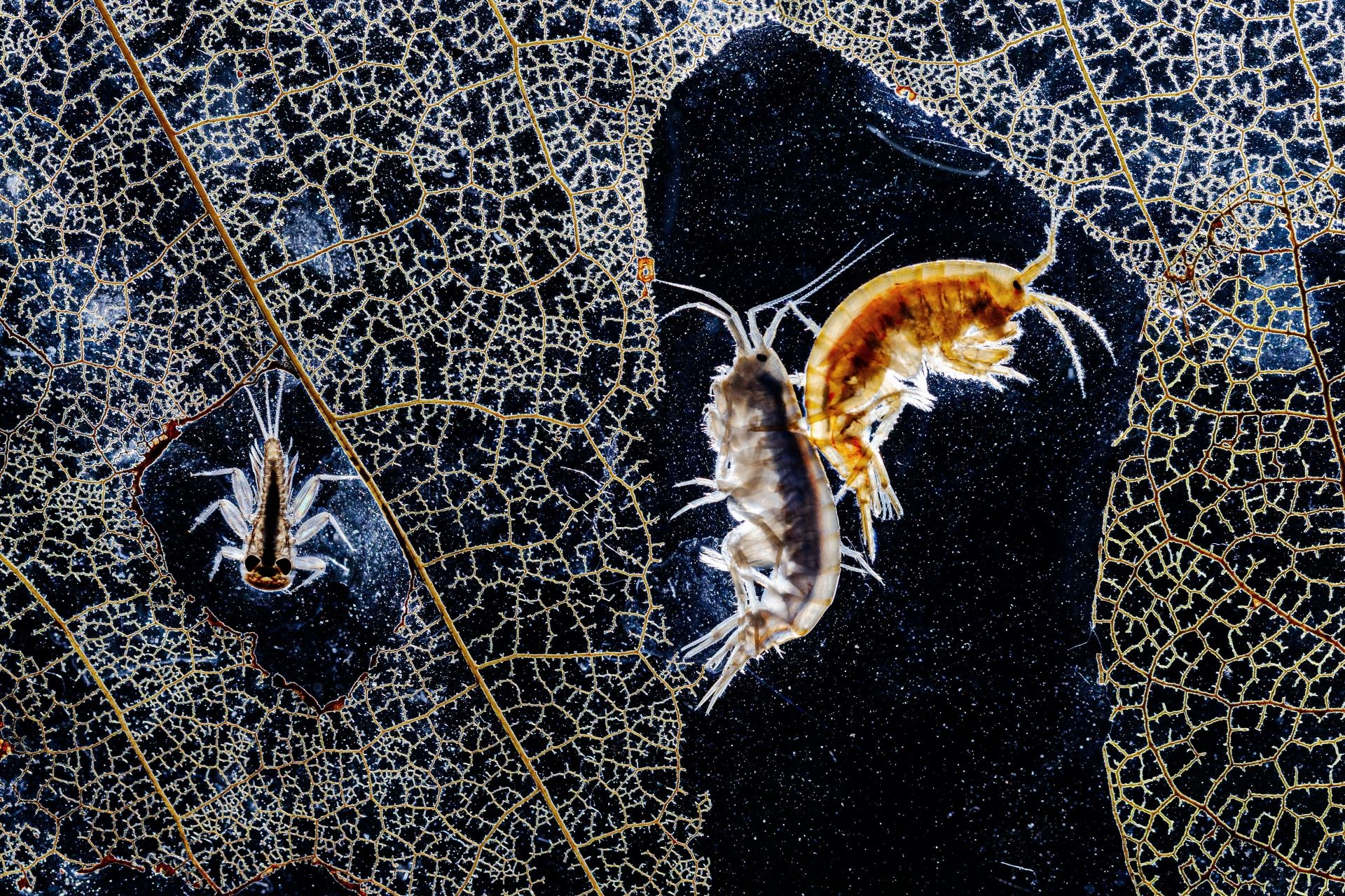 At the bottom of a stream, two tiny shrimp-like creatures are caught on camera clinging together among the lace-like veins of a rotting leaf