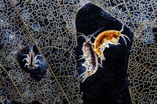 At the bottom of a stream, two tiny shrimp-like creatures are caught on camera clinging together among the lace-like veins of a rotting leaf