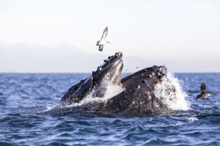 America The Beautiful explores land and sea, so look out for the humpback whales!