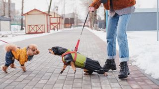 Woman holding her disobedient dachshund on a leash as he lunges at another dog
