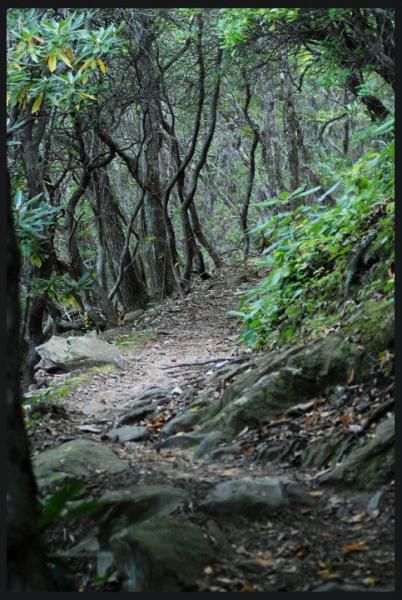 Pisgah National Forest singletrack is famous for being technical.