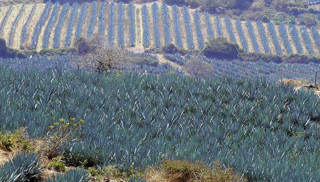 Agave. 