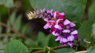 Kudzu flower