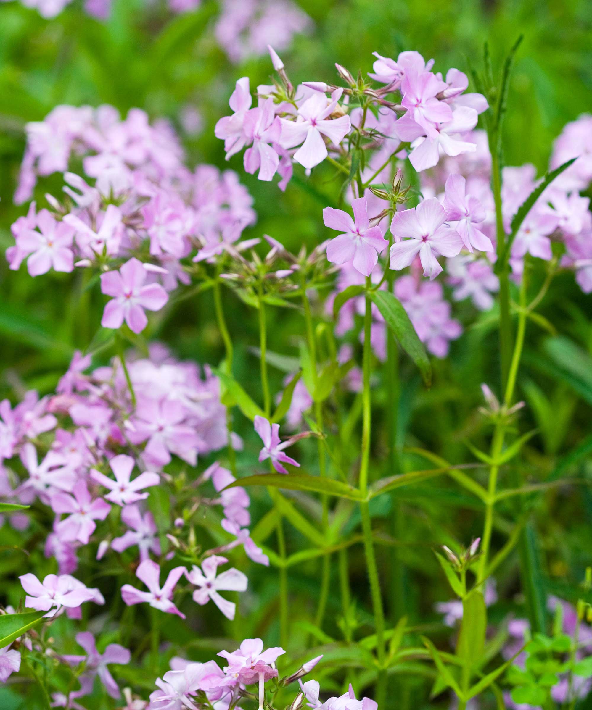 Phlox pilosa flowers