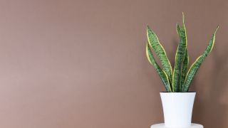 What Your Snake Plant Needs in September to Stay Healthy and Verdant all Winter